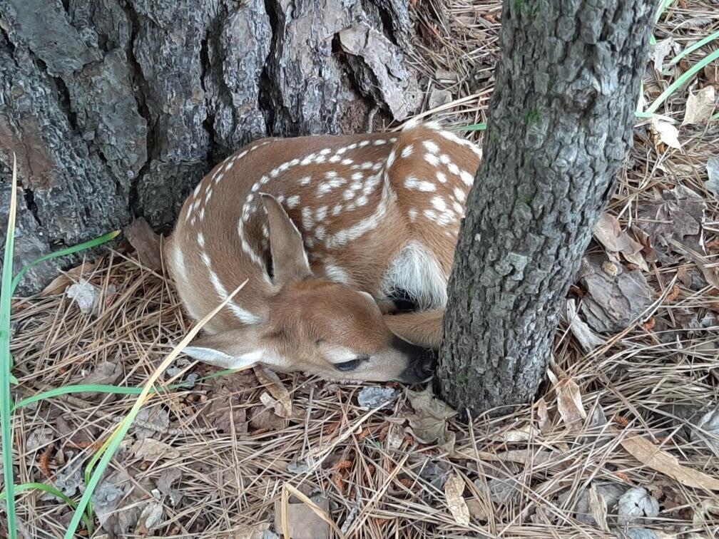 0 Gales Road Appling, GA 30802 - Photo 8 of 9 20240410161000597802000000-o