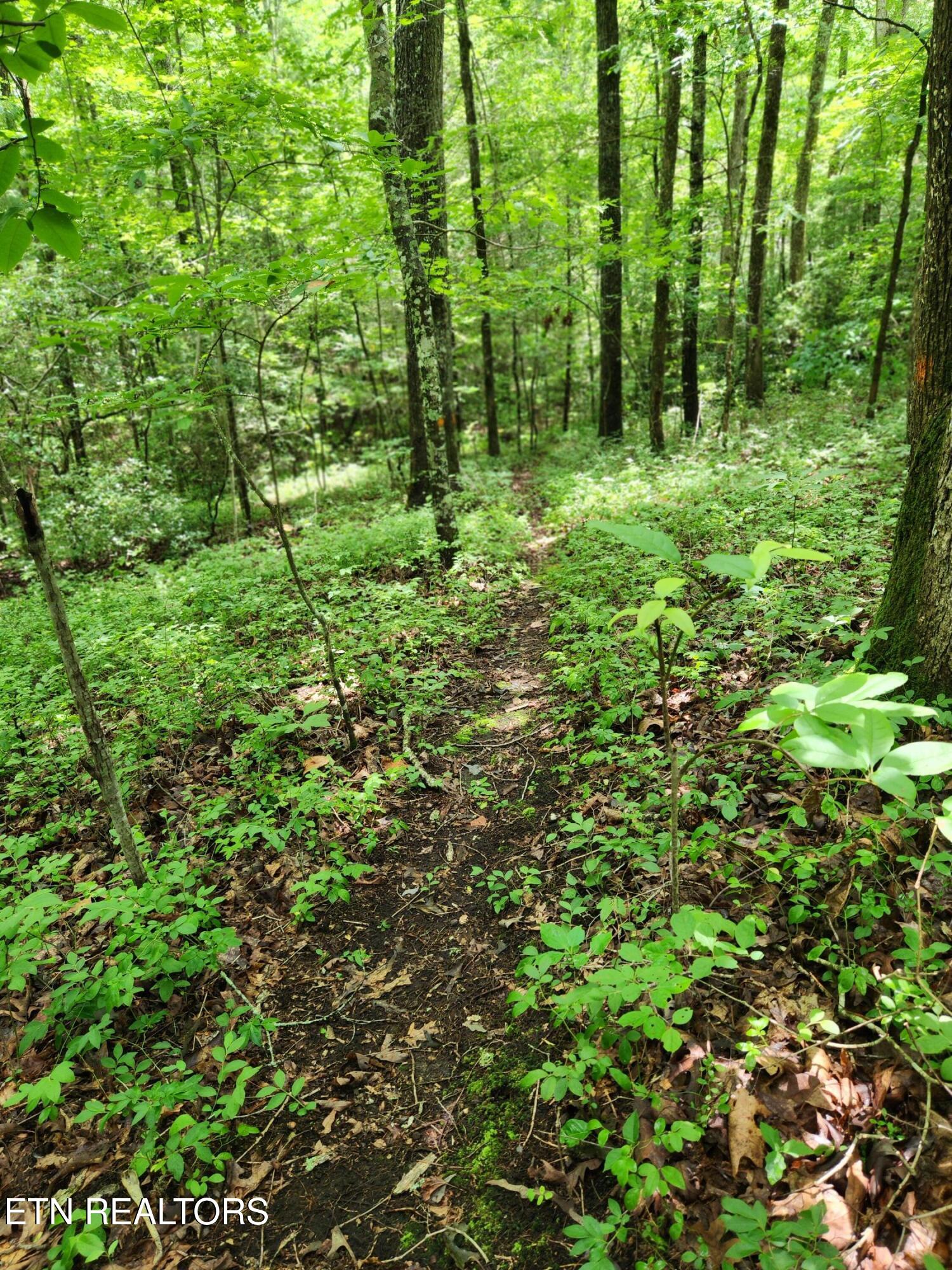 108 Gold Miners Road Tellico Plains, TN 37385 - Photo 33 of 35 Walking trails