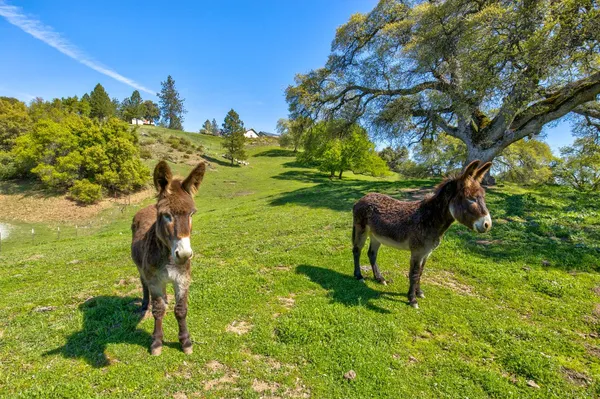 $1,475,000 | 13088 Trembath Mountain Road, Fiddletown, CA 95629
