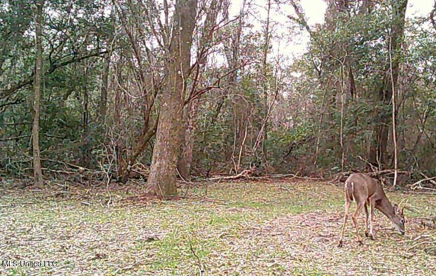 15920 East Wortham Road Saucier, MS 39574 - Photo 6 of 10 thumbnail