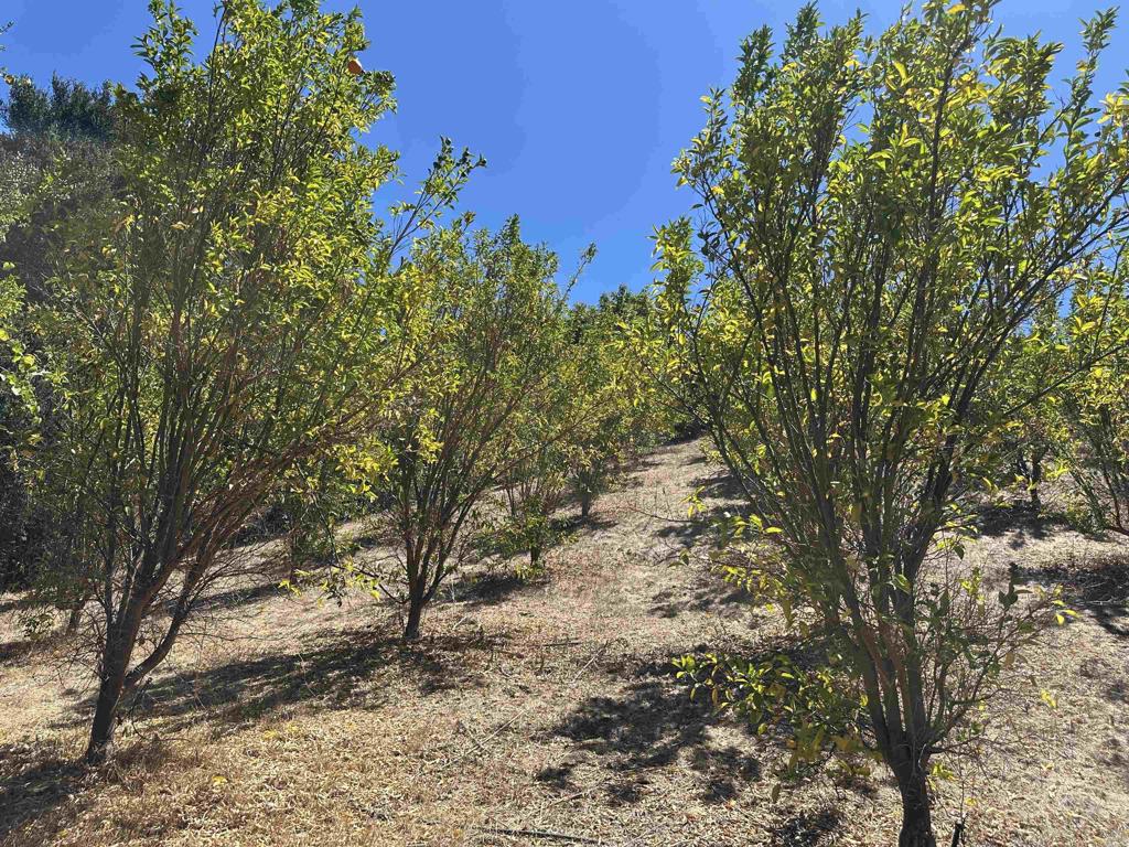 45481 Camaron Road Temecula, CA 92590 - Photo 14 of 26 Gallery Image 14