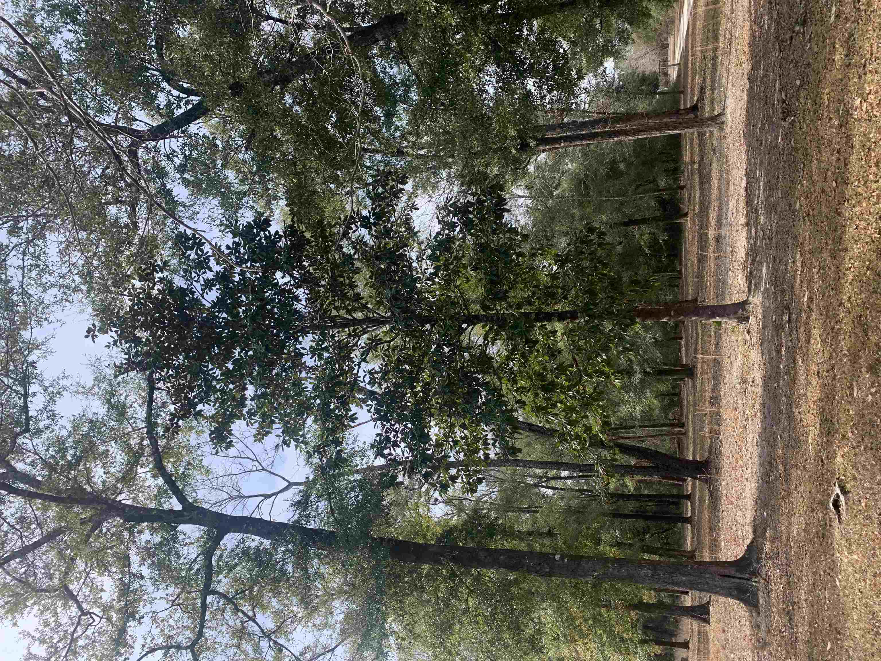 X Samuel Road Crawfordville, FL 32327 - Photo 2 of 7 Gallery Image 2