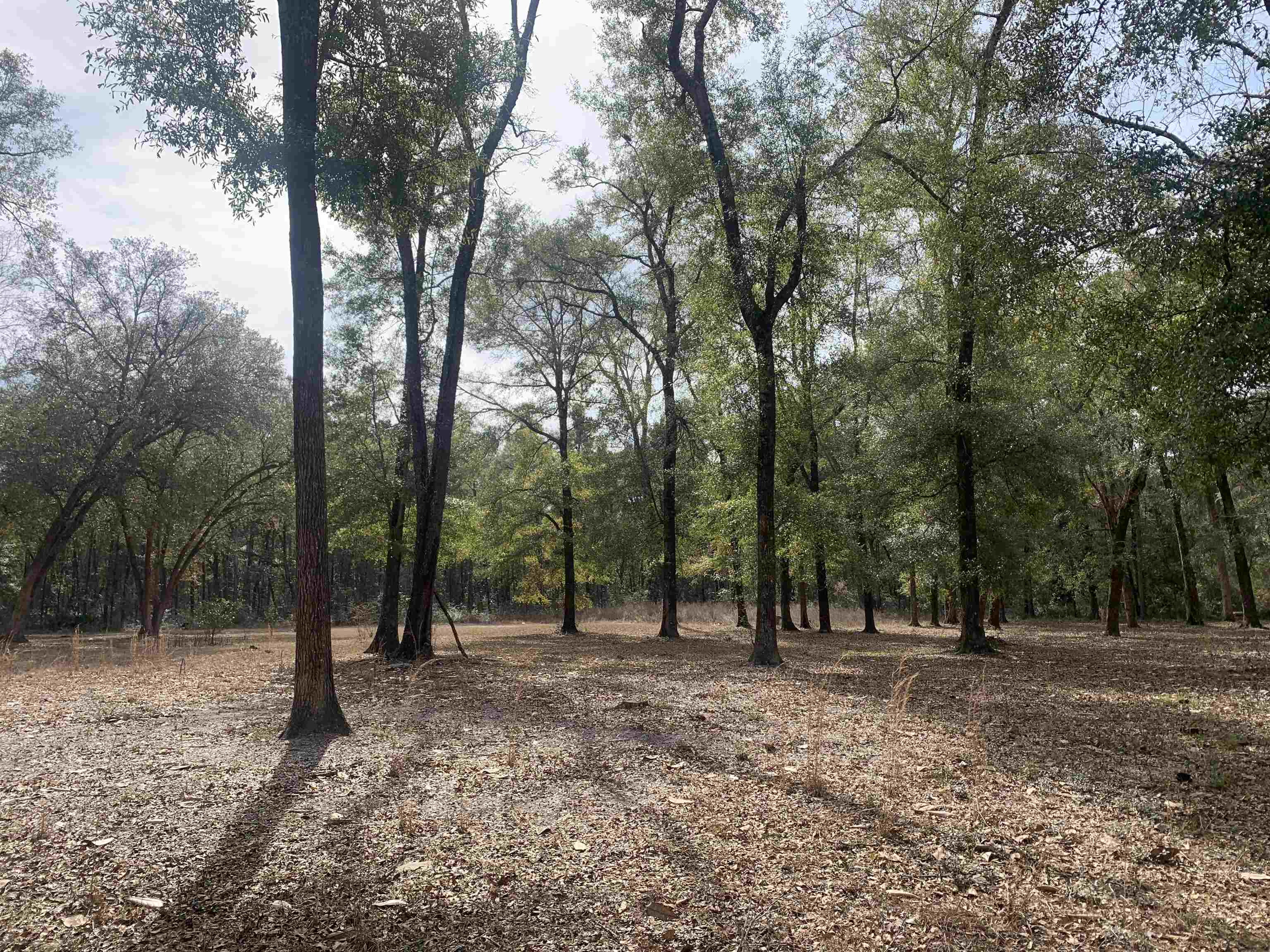 X Samuel Road Crawfordville, FL 32327 - Photo 4 of 7 Gallery Image 4
