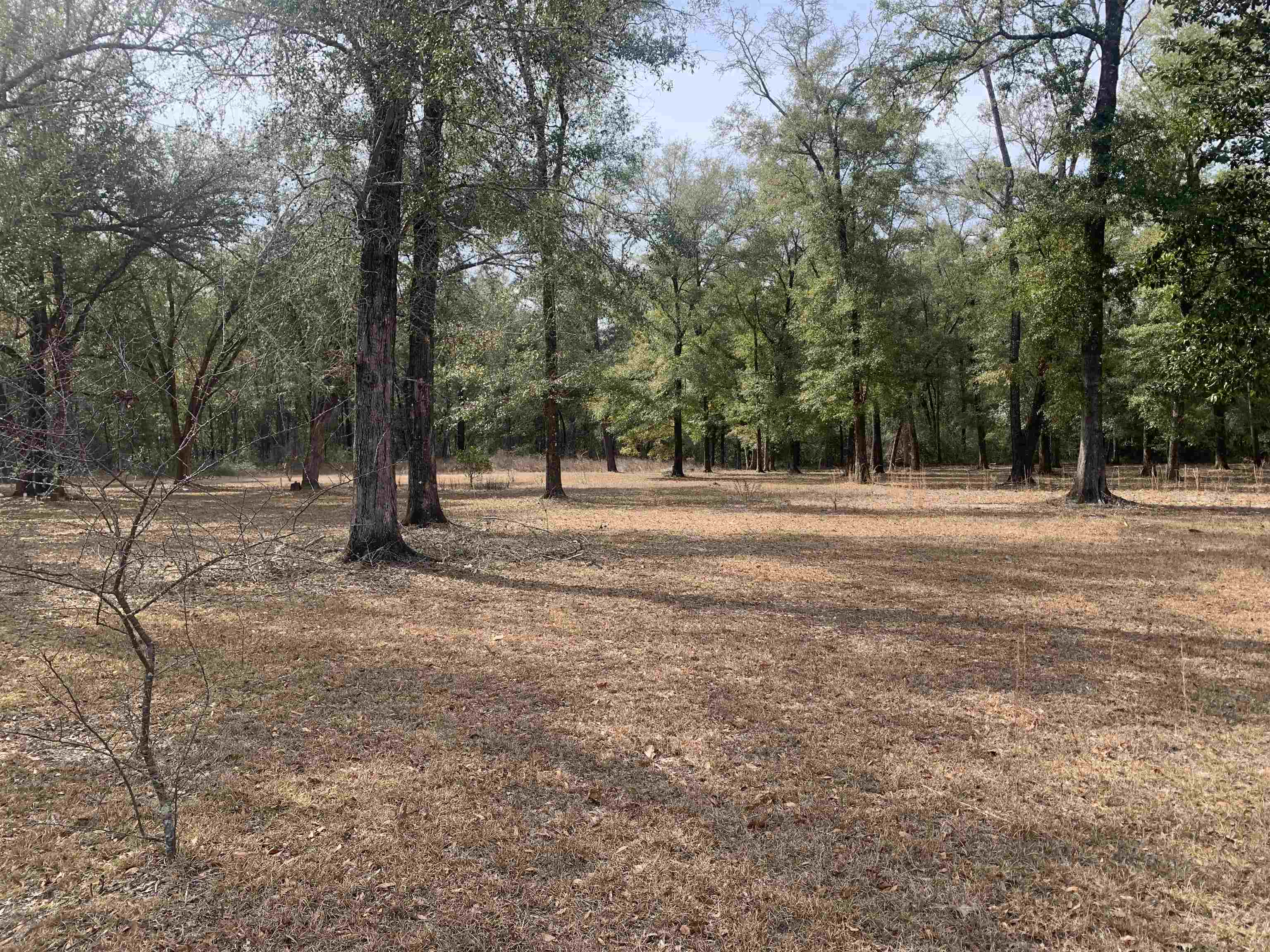 X Samuel Road Crawfordville, FL 32327 - Photo 7 of 7 Gallery Image 7
