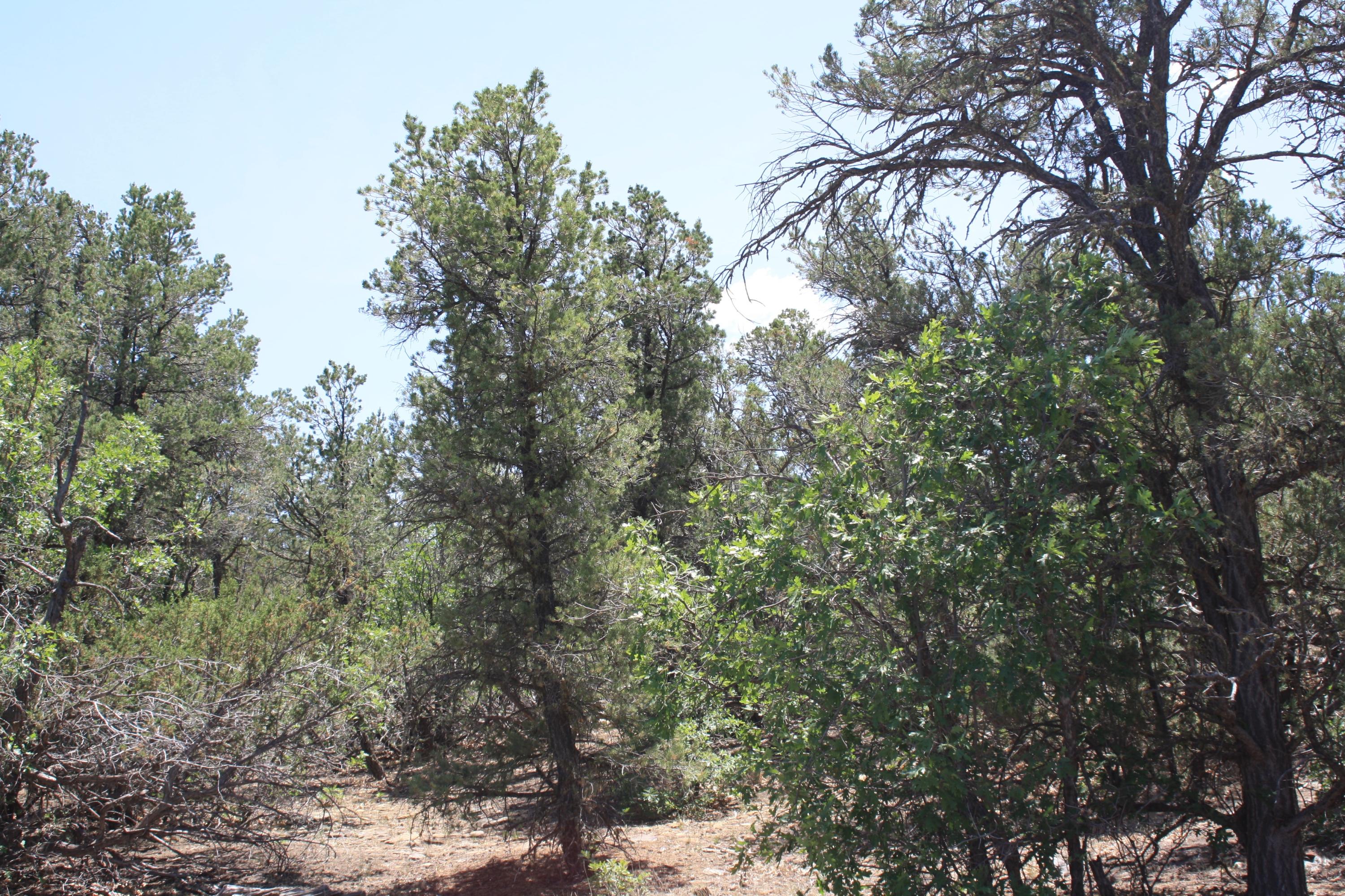 4-6 Bodean Road Ramah, NM 87357 - Photo 20 of 58 Gallery Image 20