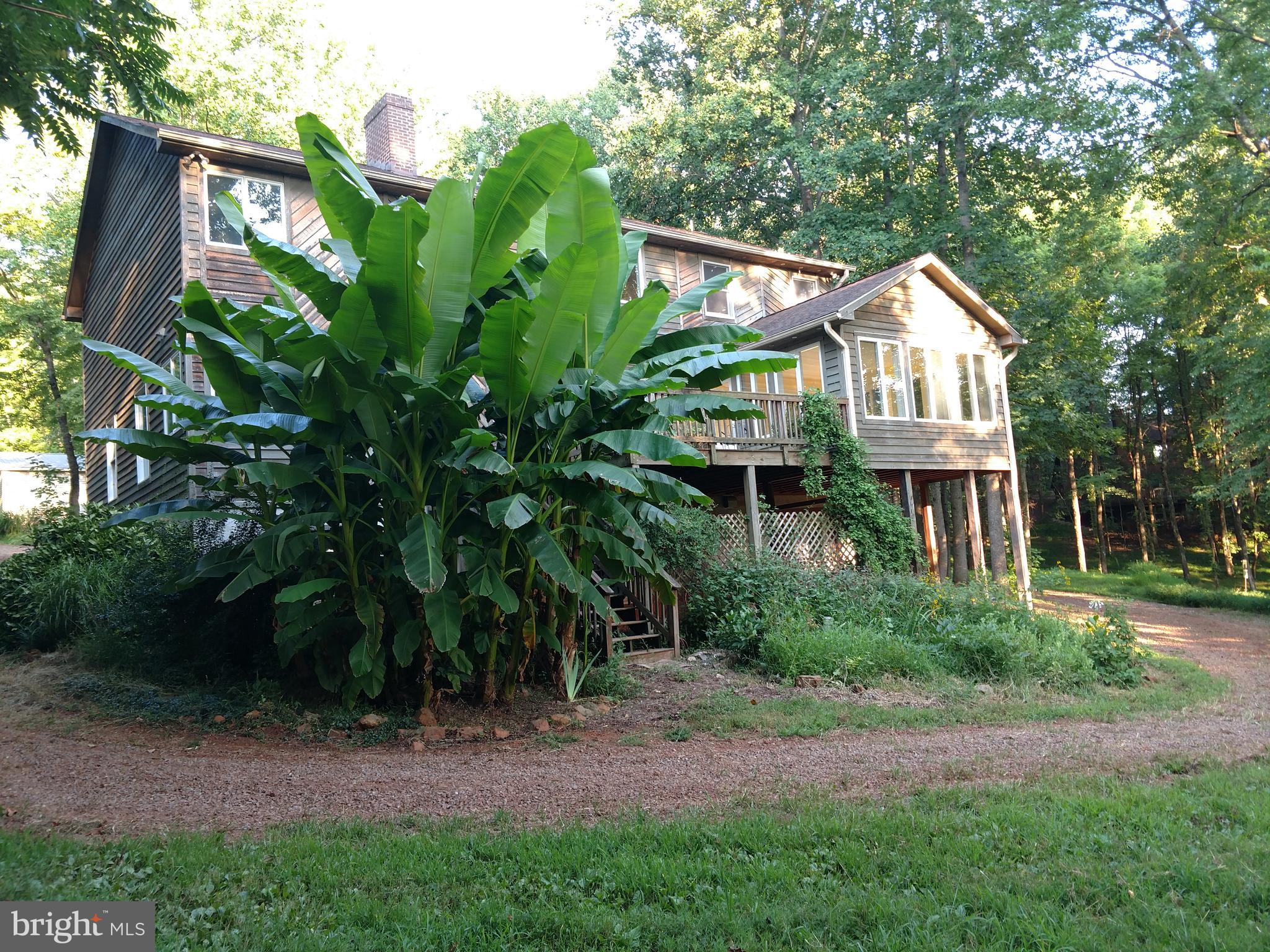 13316 Berkeley Road Orange, VA 22960 - Photo 44 of 44 Banana Tree Rear