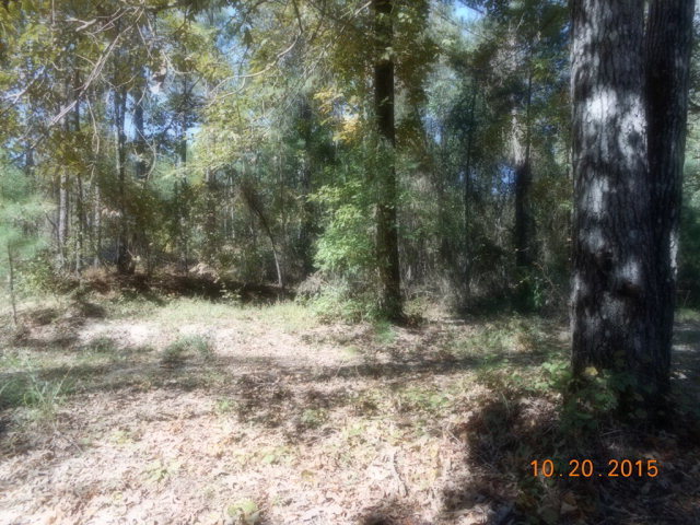 3873 Rowell Road Fort Valley, GA 31030 - Photo 4 of 6 a view of a yard with plants and trees