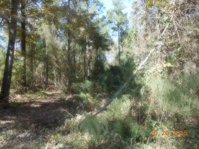 3873 Rowell Road Fort Valley, GA 31030 - Photo 5 of 6 a view of a forest with trees in the background