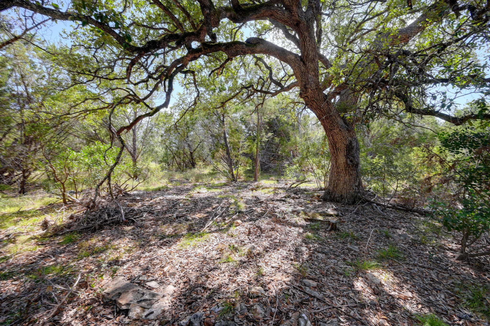 1001 Bluff View Road Wimberley, TX 78676 - Photo 10 of 20 Multiple build sites among the mature trees.