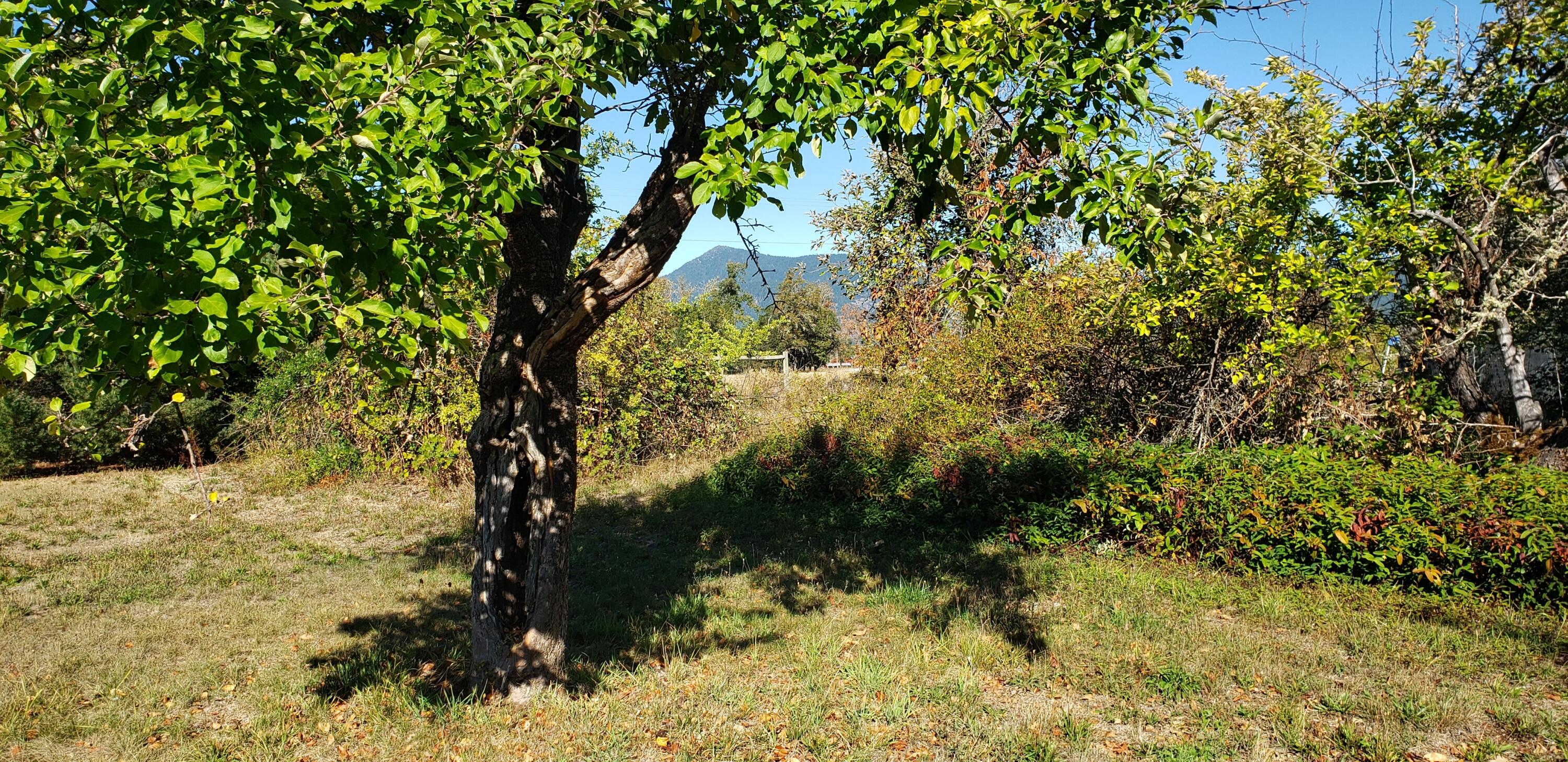 5565 Holland Loop Road Cave Junction, OR 97523 - Photo 10 of 19 view from front yard. mountains.