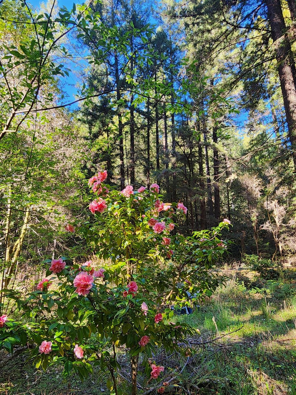 12701 Irmulco Road Willits, CA 95490 - Photo 12 of 18