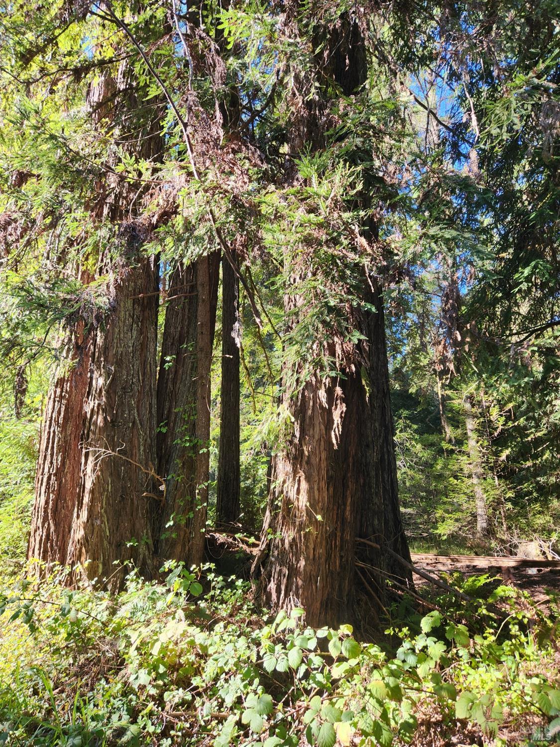 12701 Irmulco Road Willits, CA 95490 - Photo 14 of 18