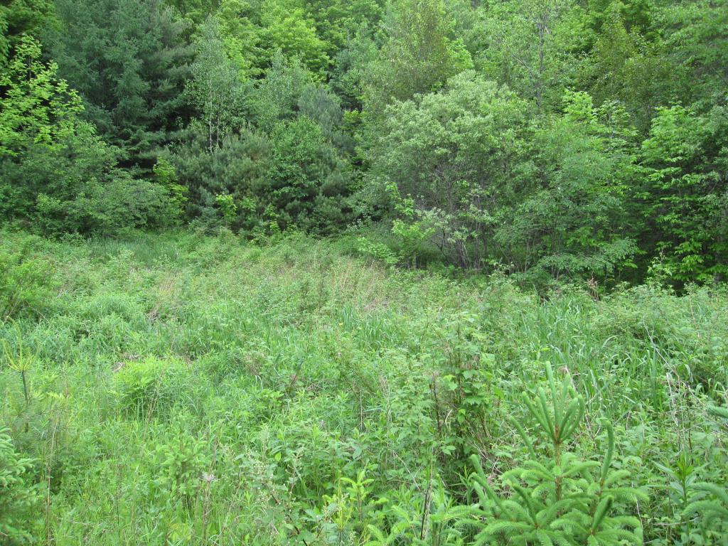 1110 Backway Road Corinth, VT 05039 - Photo 3 of 4
