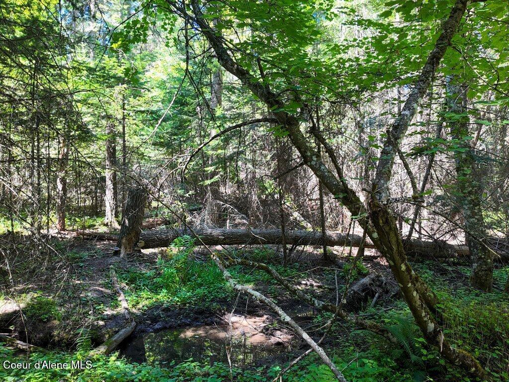 97 Highway 97 Harrison, ID 83833 - Photo 19 of 23 Seasonal Creek Area