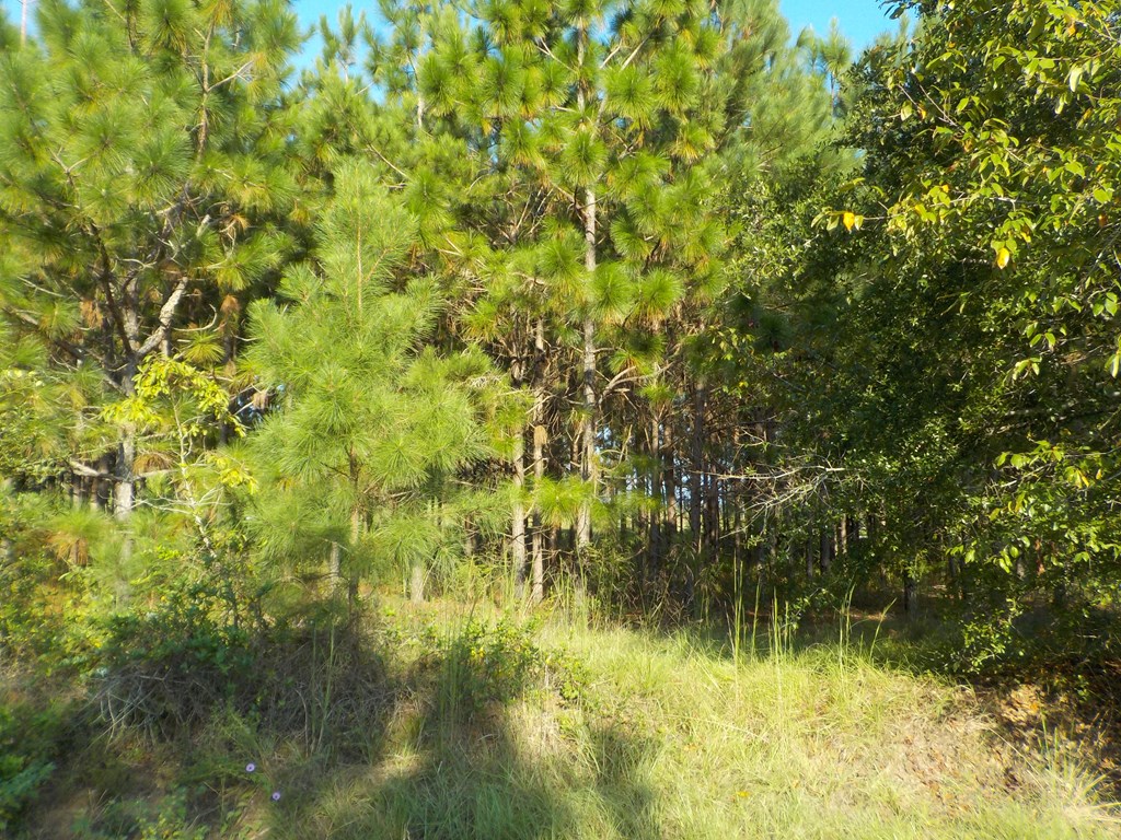18/ Cty Road Headland, AL 36345 - Photo 9 of 22