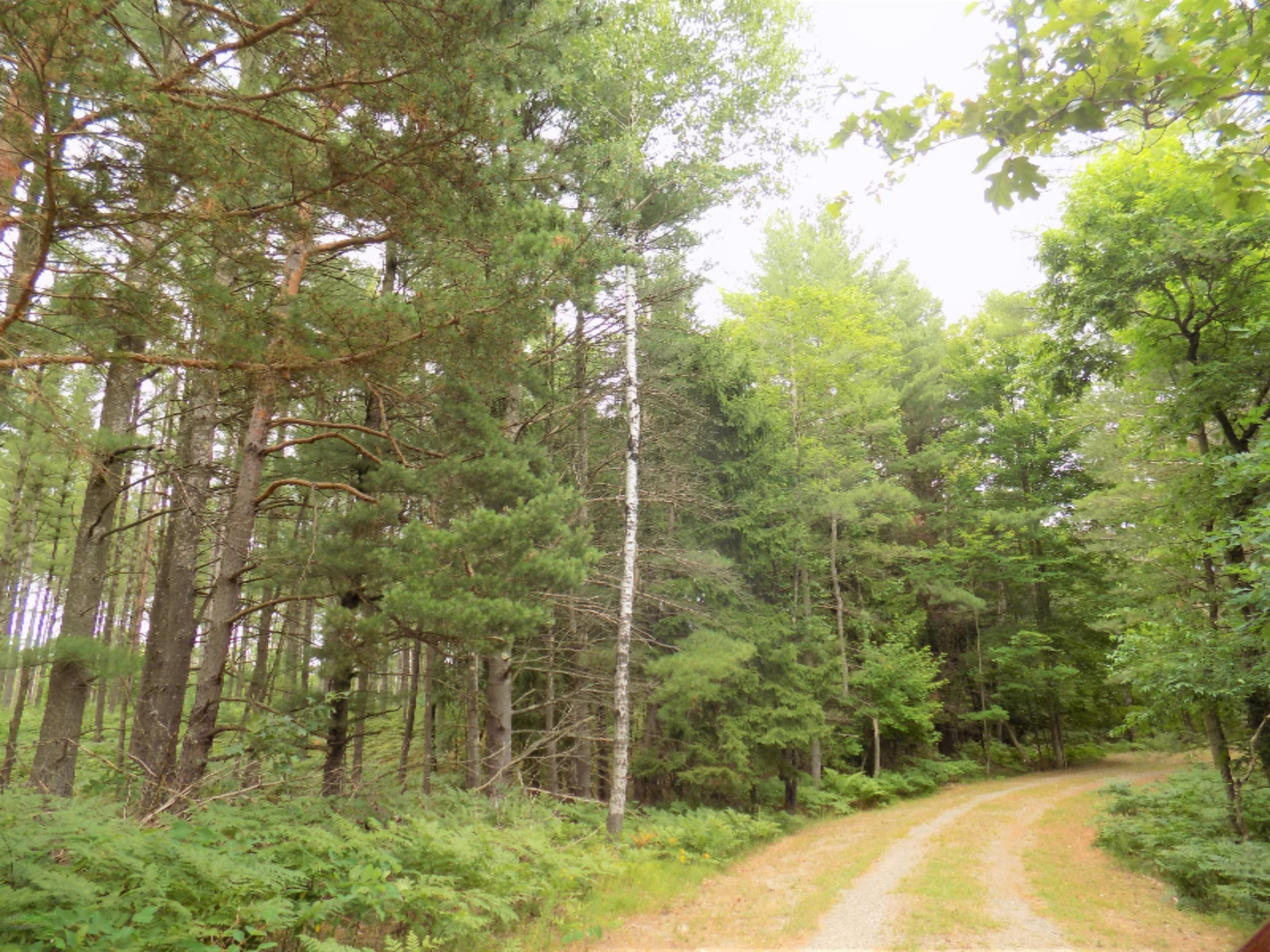 8249 Wilson Road Kaleva, MI 49645 - Photo 11 of 56 DSCN3554