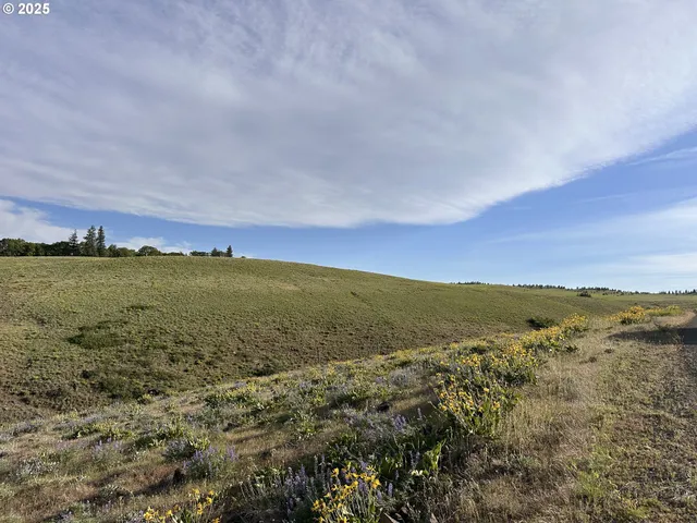 an aerial view of ocean and trees
