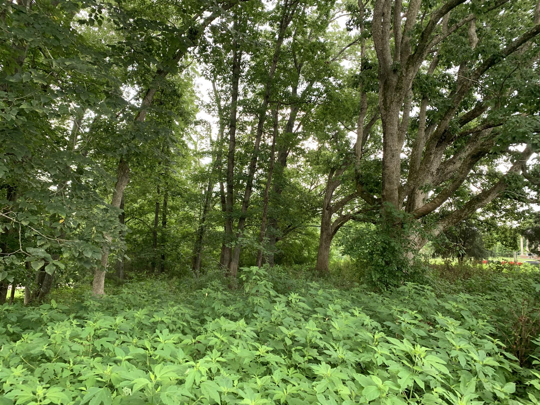 0 Newt Hood Road Columbia, TN 38401 - Photo 20 of 27 a view of a forest with a tree
