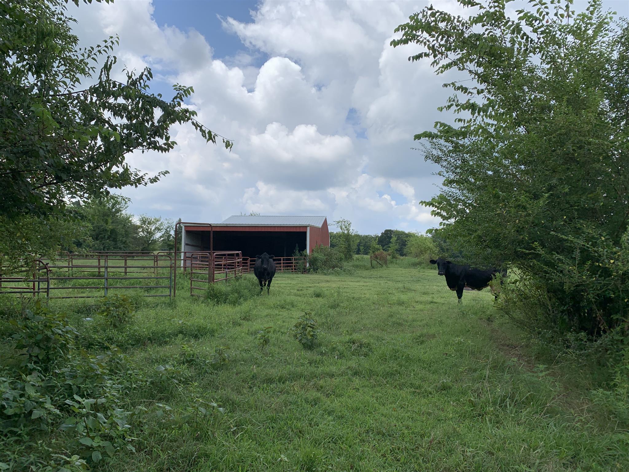 0 Newt Hood Road Columbia, TN 38401 - Photo 21 of 27 a backyard of a house with table and chairs