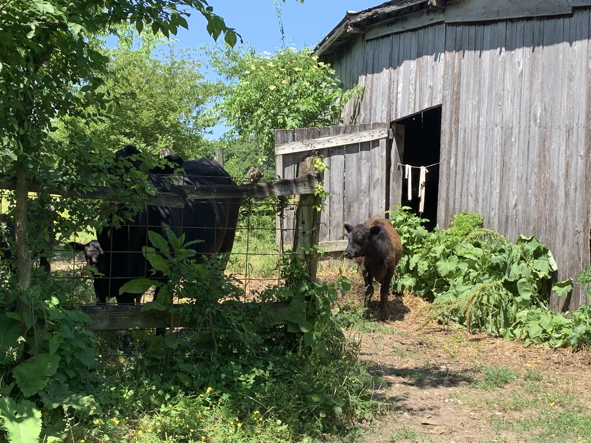 0 Newt Hood Road Columbia, TN 38401 - Photo 8 of 27 a backyard of a house with lots of green space