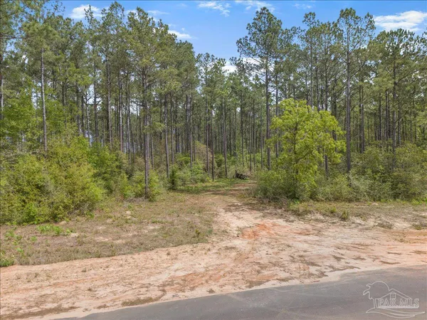 a view of a forest with a street