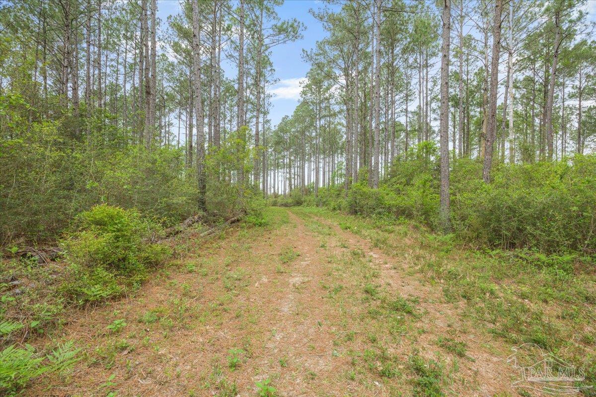 8260 Gin Road Milton, FL 32571 - Photo 4 of 4 15ac in north pace fl - driveway