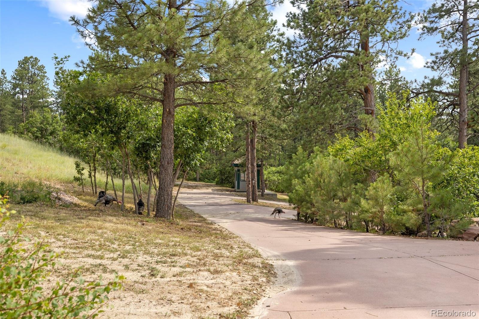 450 East Happy Canyon Road Castle Rock, CO 80108 - Photo 21 of 48 a view of a yard with plants and trees