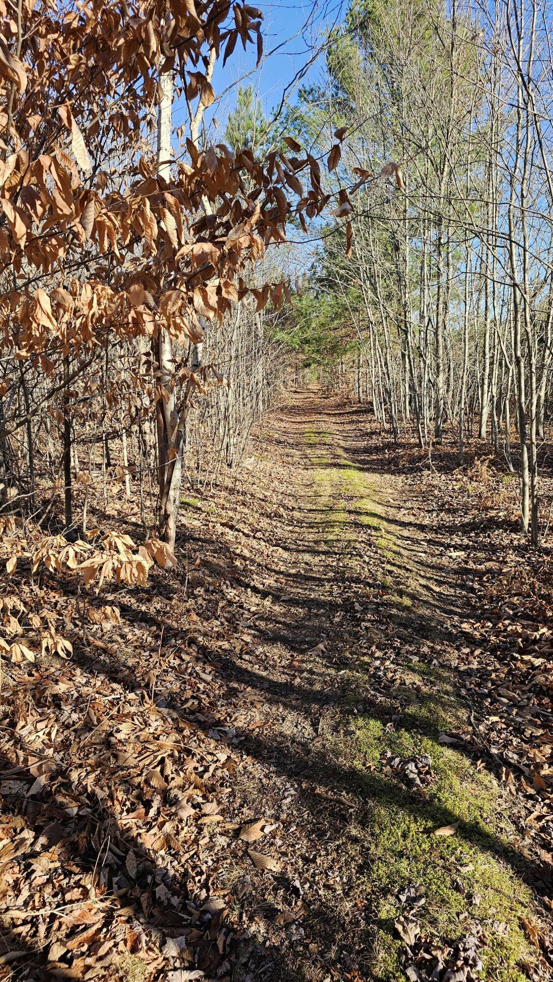 1621 Baker Road Northeast Kalkaska, MI 49646 - Photo 13 of 57 13