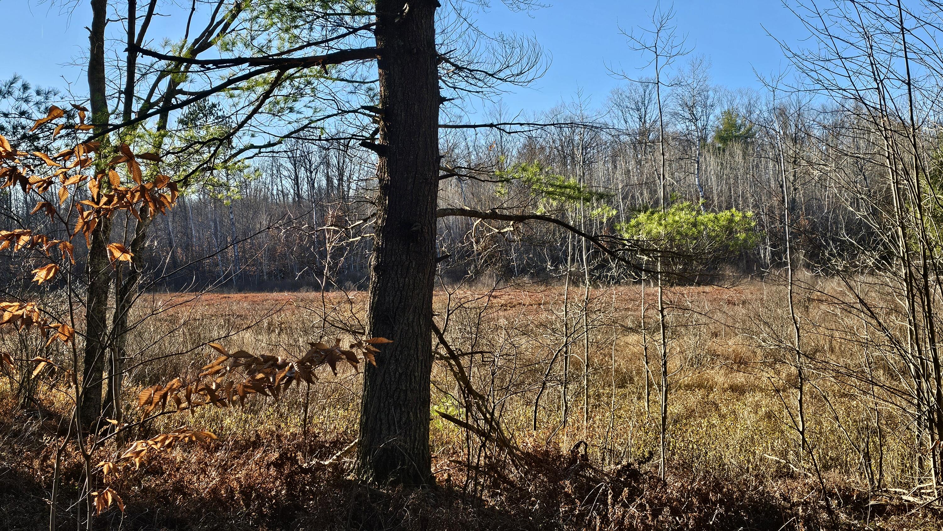 1621 Baker Road Northeast Kalkaska, MI 49646 - Photo 17 of 57 17