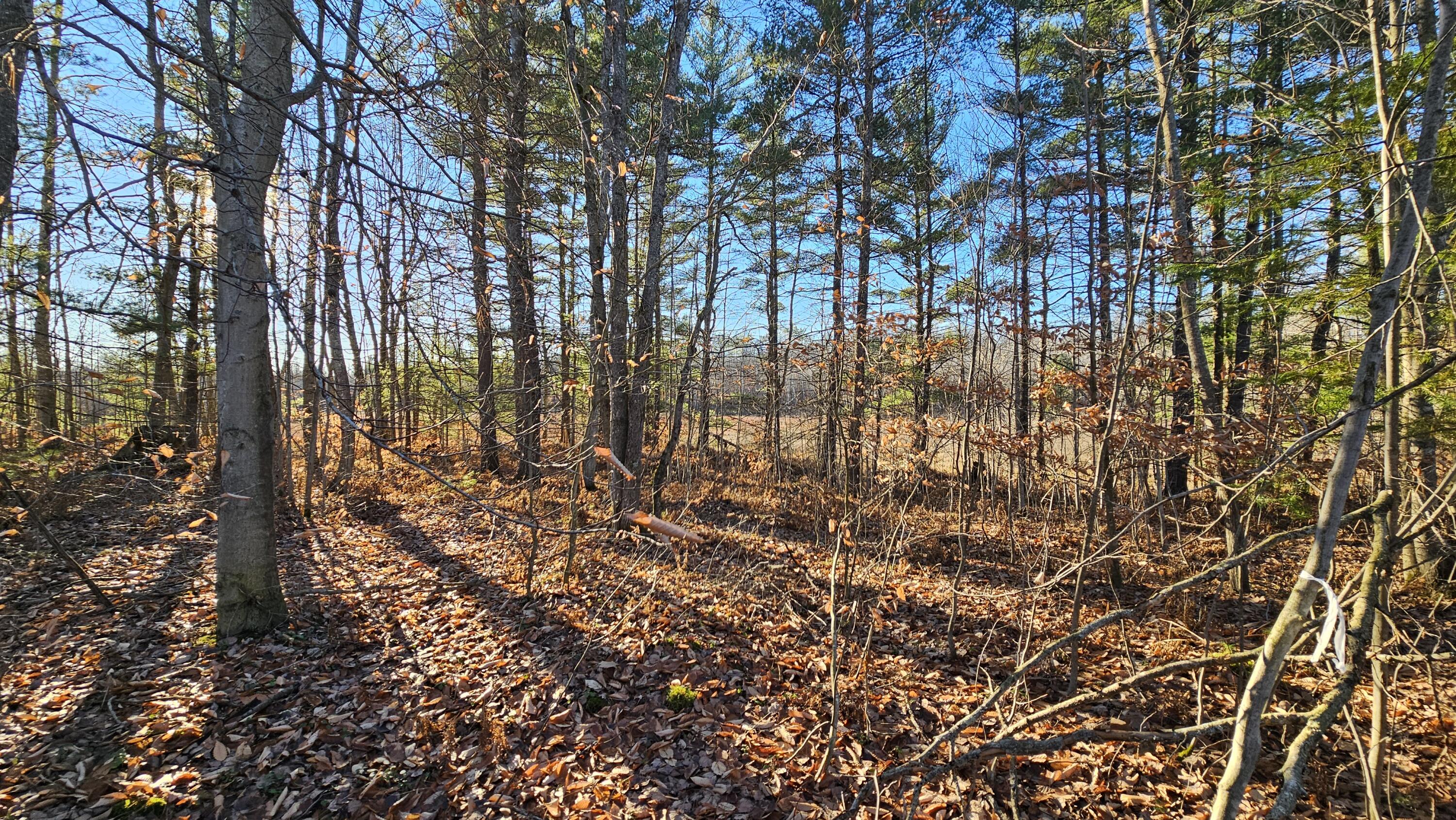 1621 Baker Road Northeast Kalkaska, MI 49646 - Photo 3 of 57 3