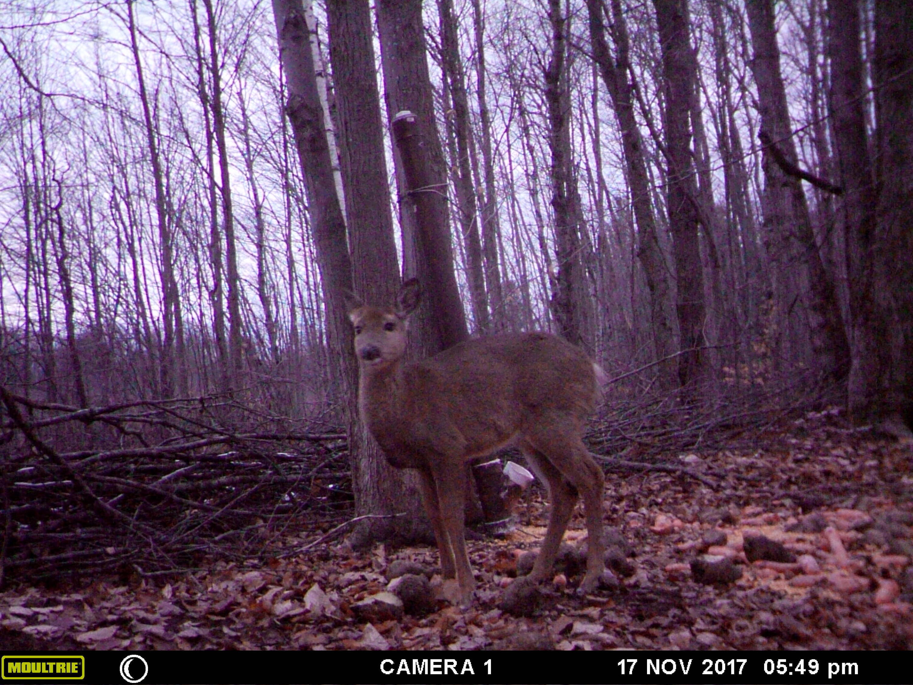 1621 Baker Road Northeast Kalkaska, MI 49646 - Photo 35 of 57 35