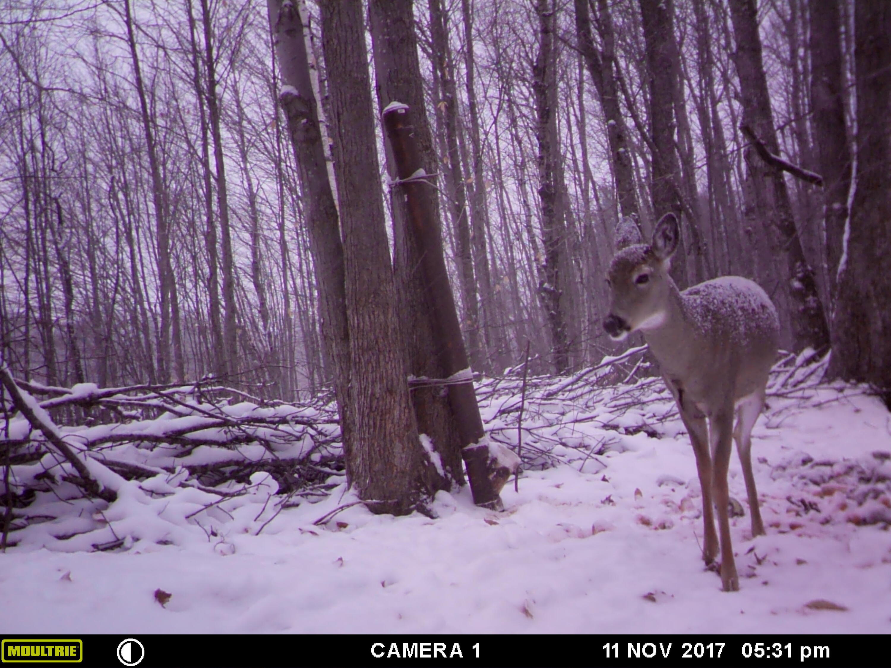 1621 Baker Road Northeast Kalkaska, MI 49646 - Photo 36 of 57 36