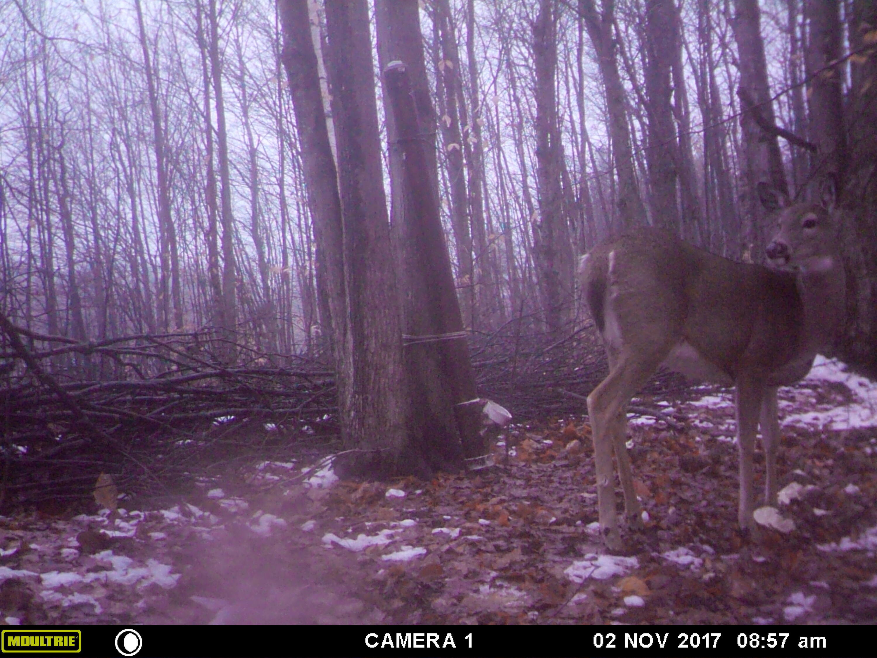 1621 Baker Road Northeast Kalkaska, MI 49646 - Photo 38 of 57 38