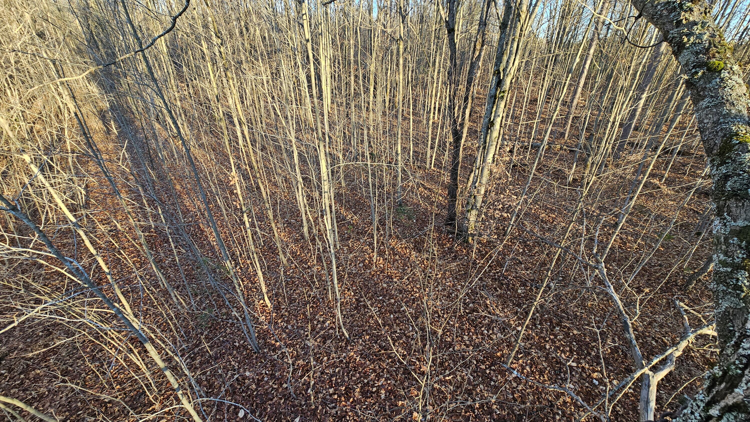 1621 Baker Road Northeast Kalkaska, MI 49646 - Photo 4 of 57 4