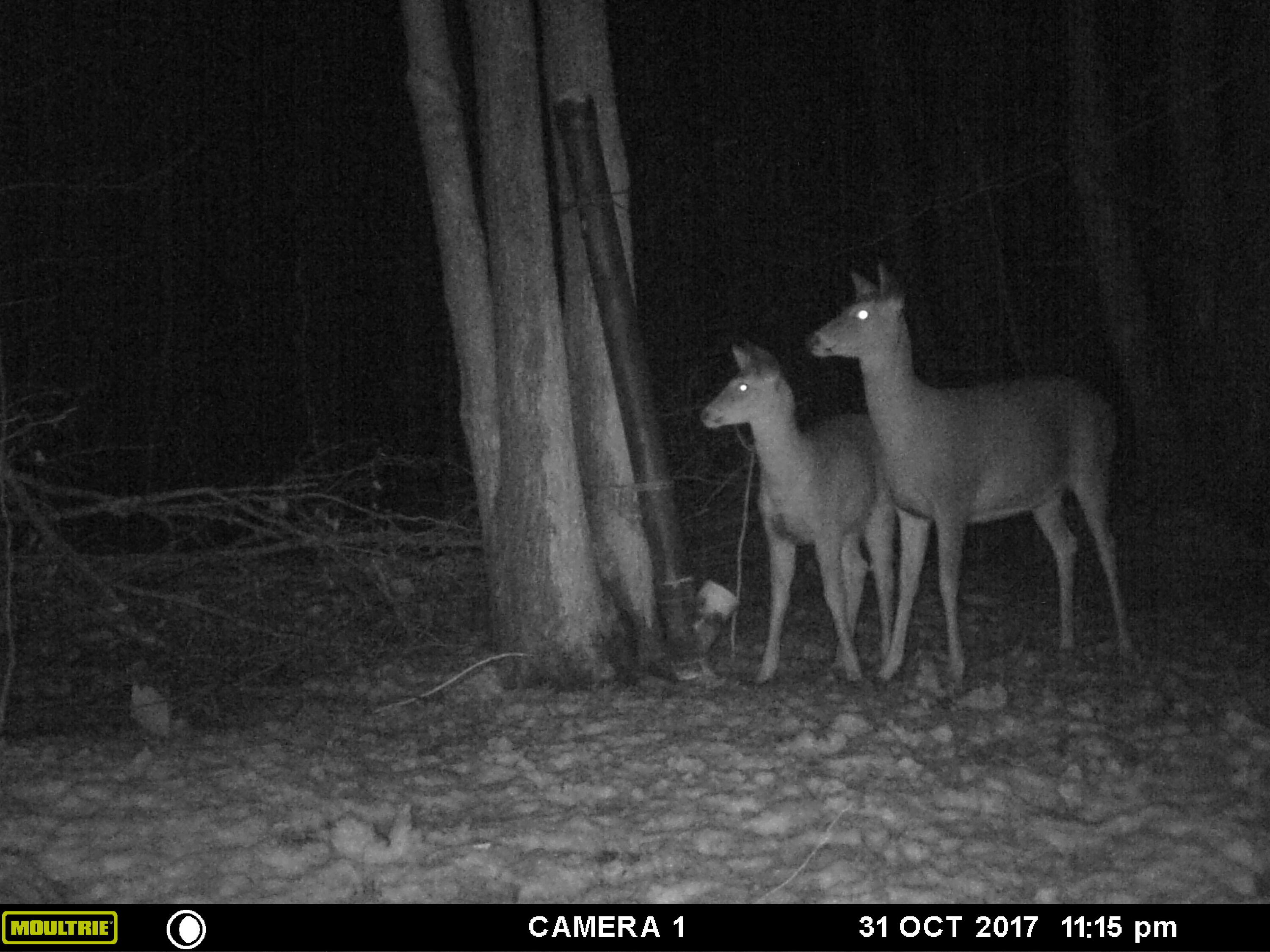 1621 Baker Road Northeast Kalkaska, MI 49646 - Photo 41 of 57 41