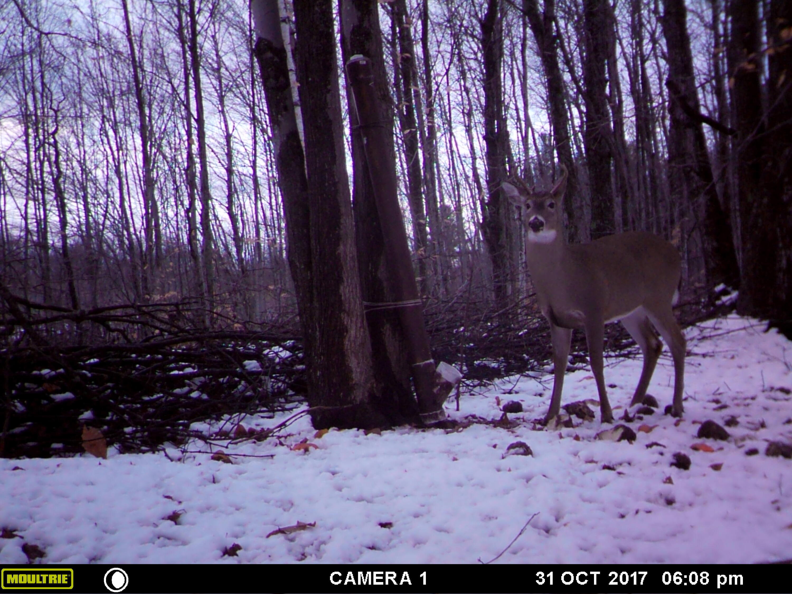 1621 Baker Road Northeast Kalkaska, MI 49646 - Photo 44 of 57 44