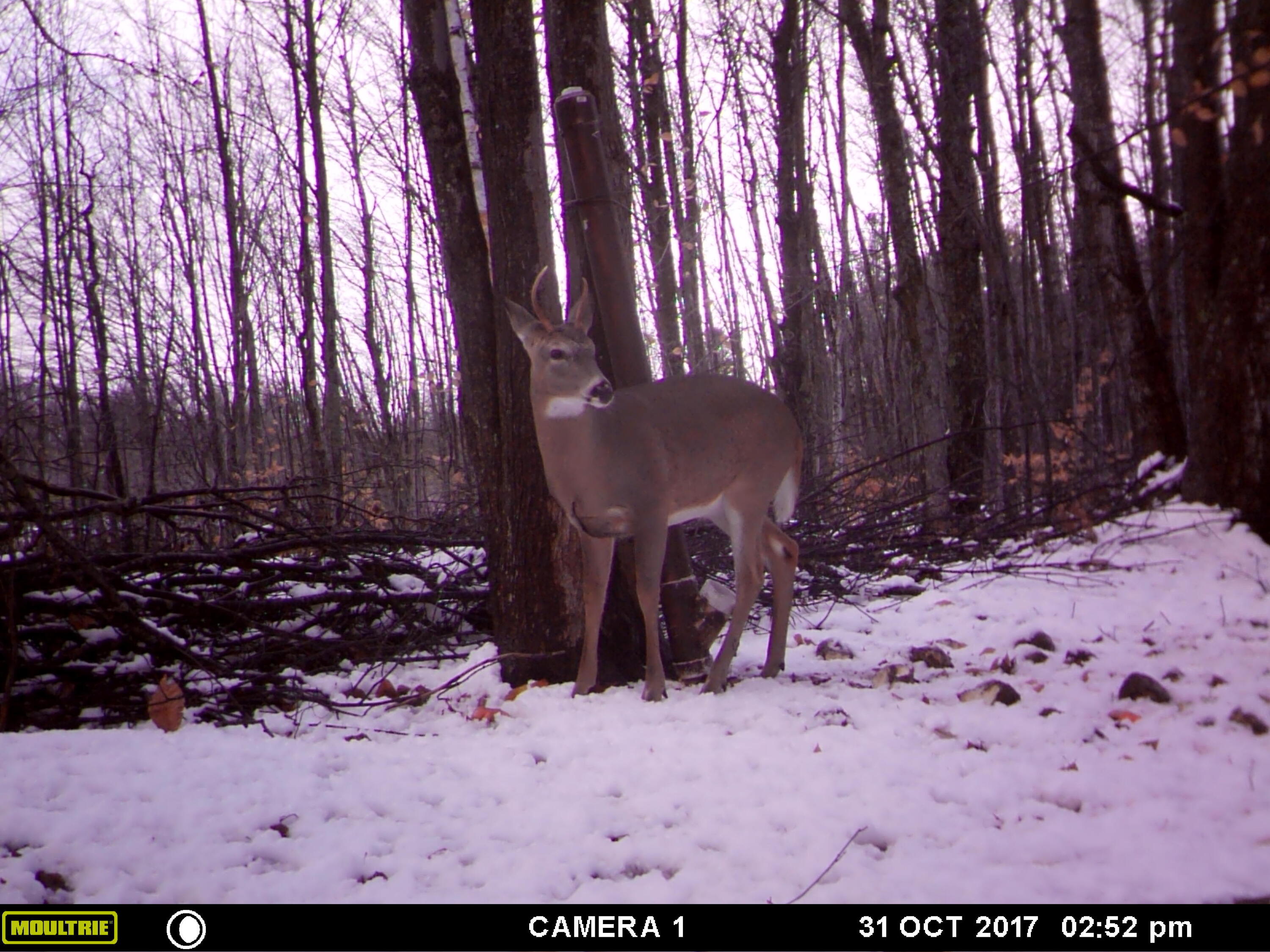 1621 Baker Road Northeast Kalkaska, MI 49646 - Photo 45 of 57 45