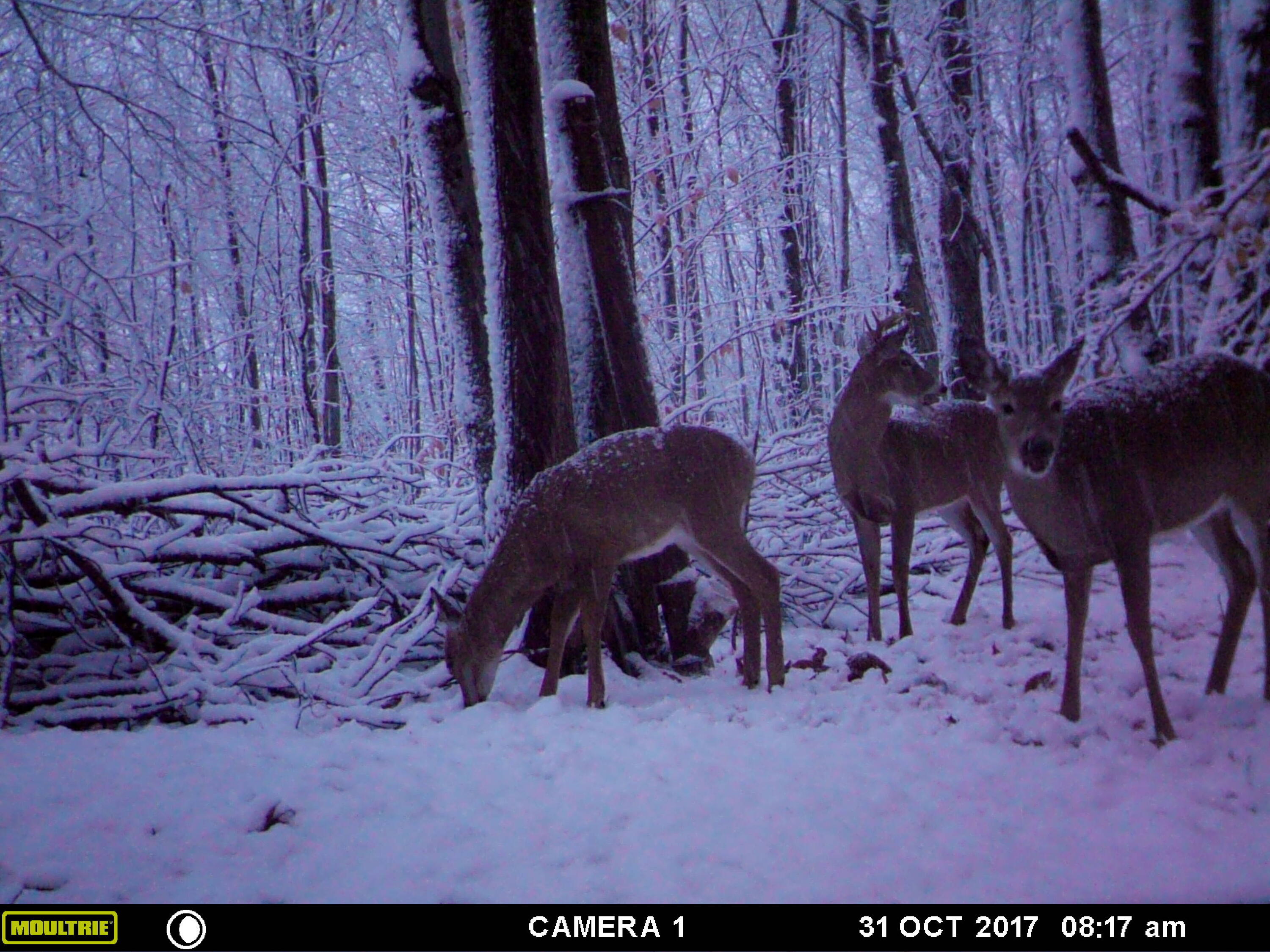 1621 Baker Road Northeast Kalkaska, MI 49646 - Photo 47 of 57 47