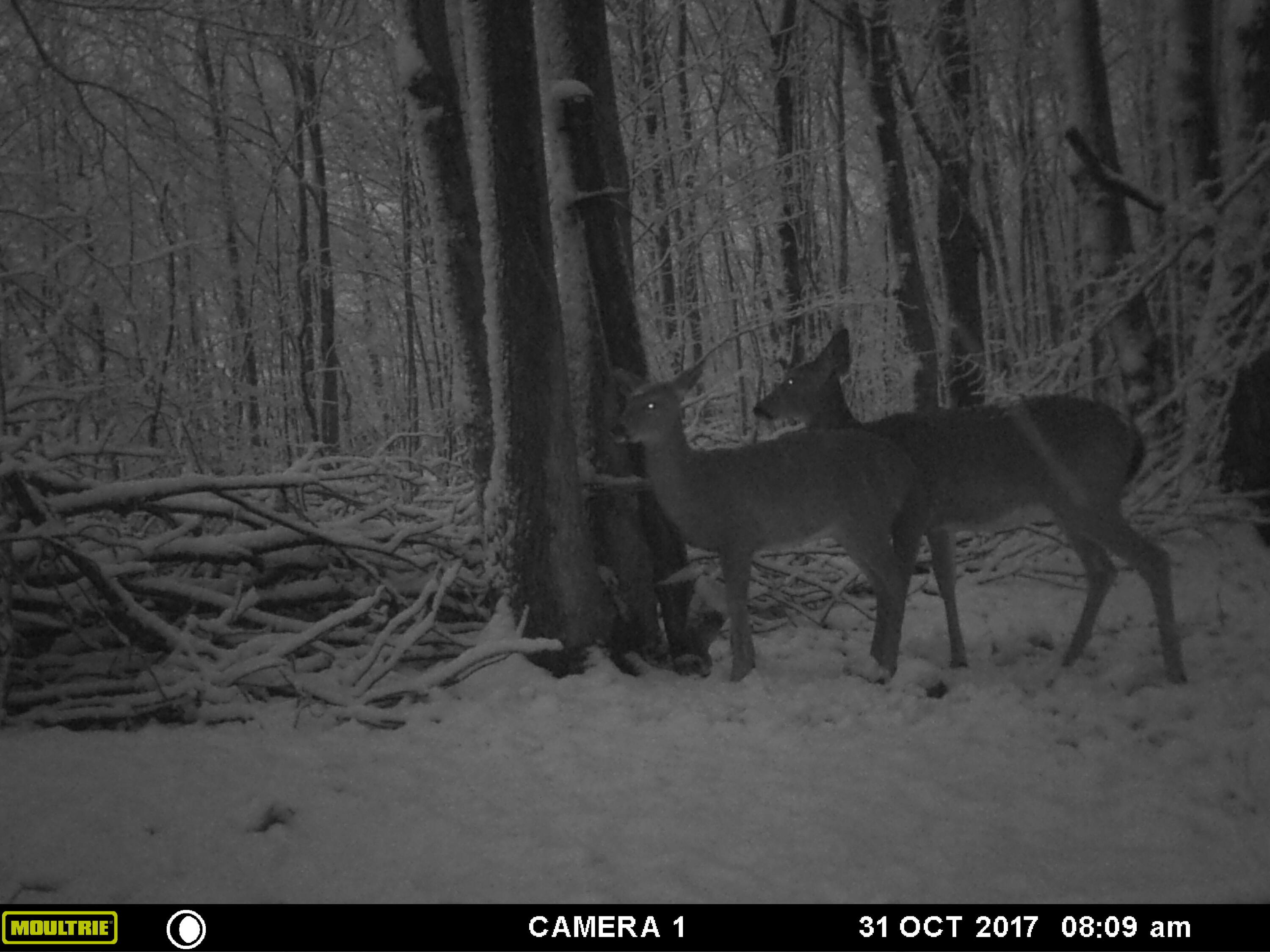 1621 Baker Road Northeast Kalkaska, MI 49646 - Photo 48 of 57 48