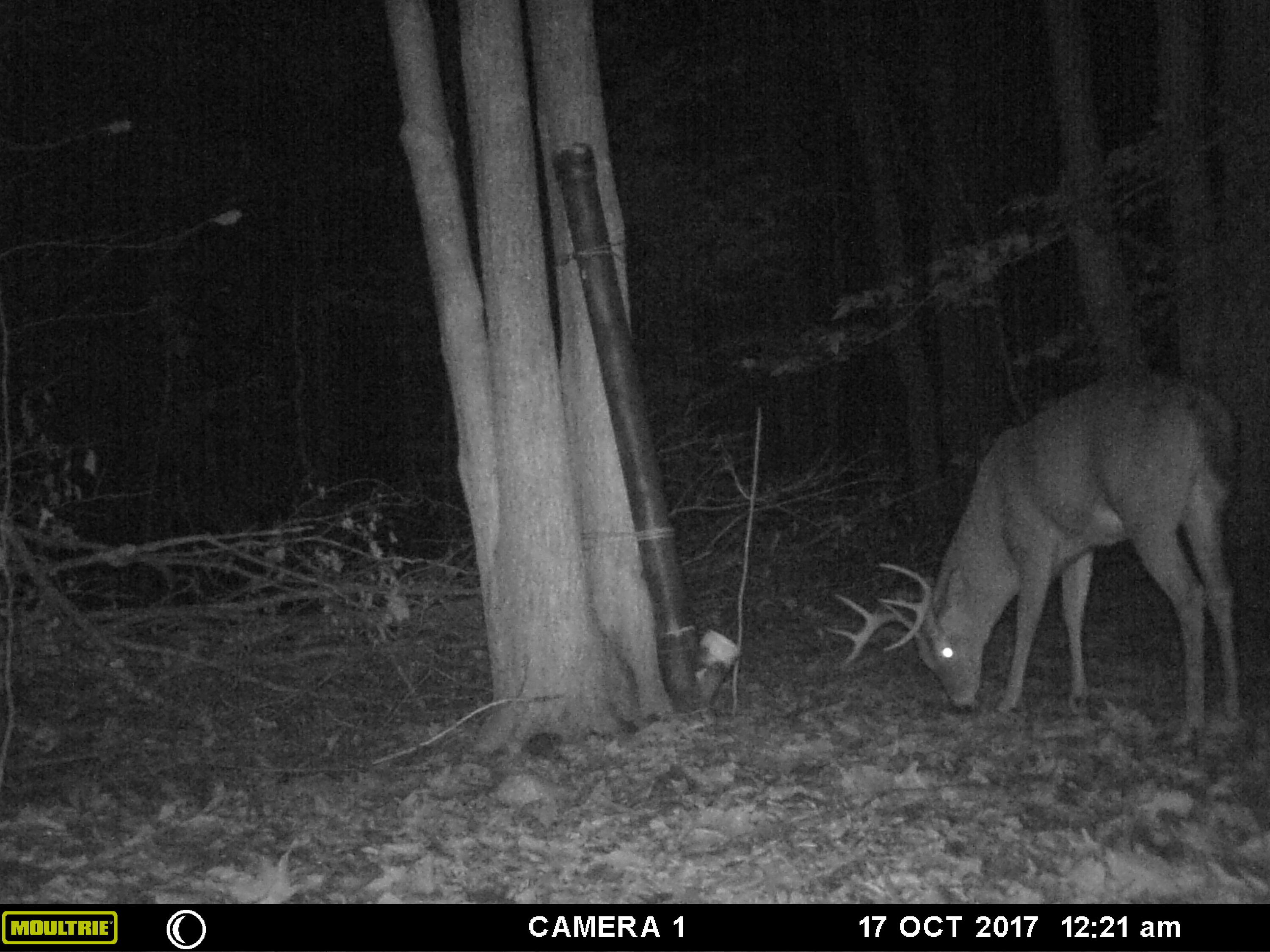 1621 Baker Road Northeast Kalkaska, MI 49646 - Photo 54 of 57 55