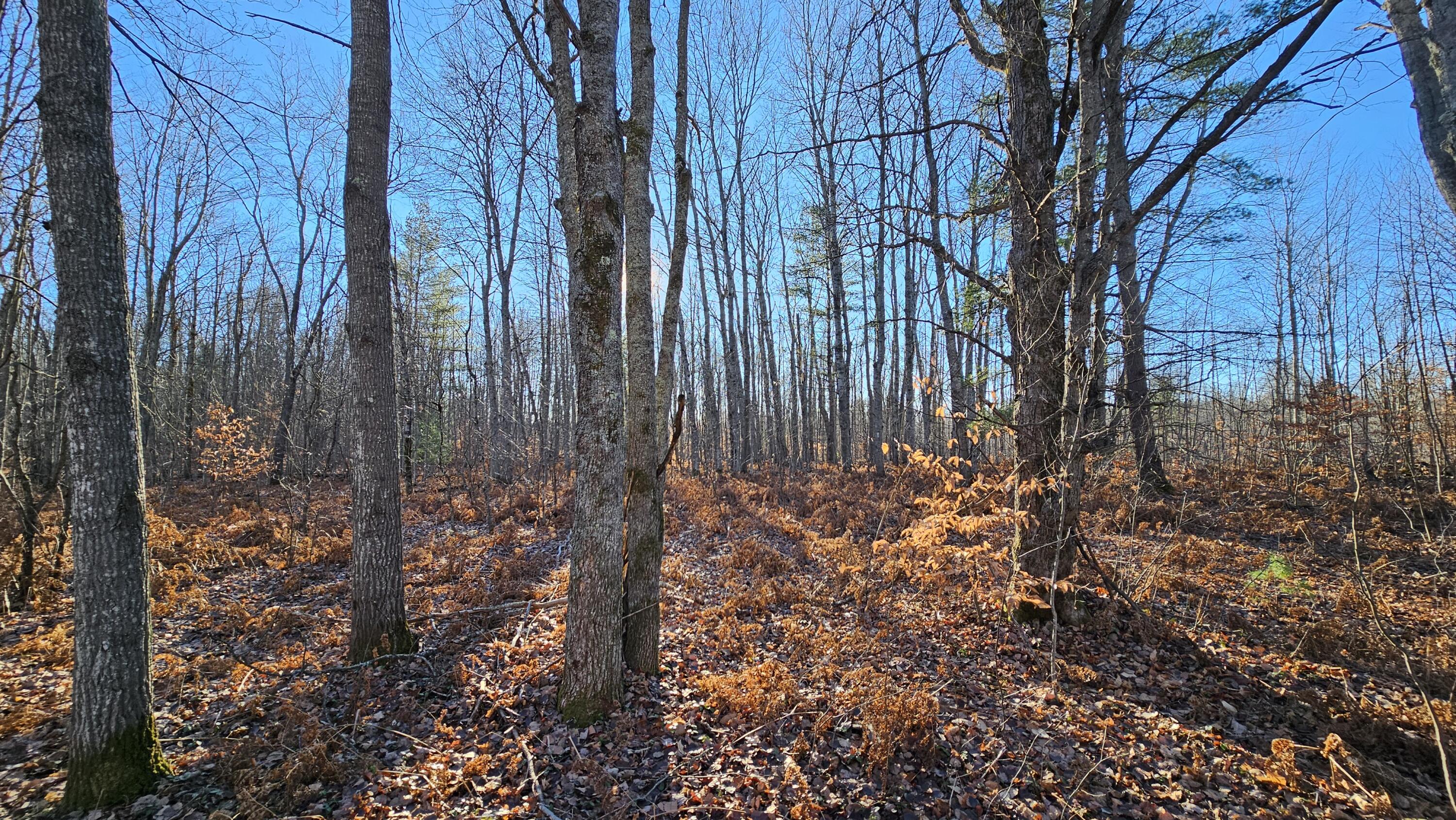 1621 Baker Road Northeast Kalkaska, MI 49646 - Photo 7 of 57 7