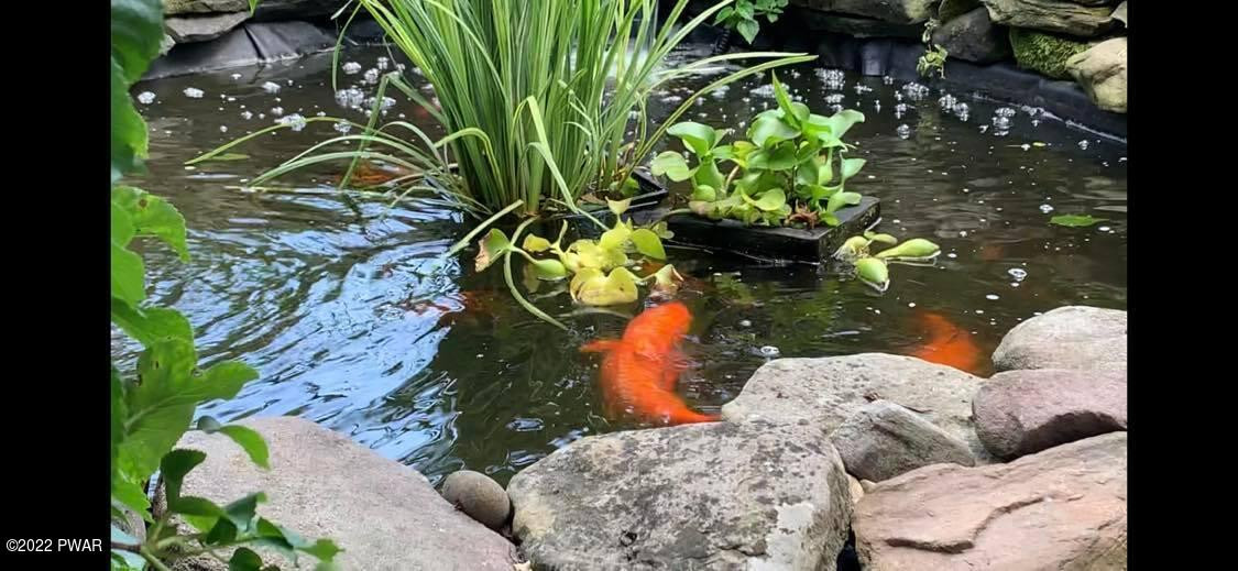 229 Atco Road Beach Lake, PA 18405 - Photo 43 of 83 koi pond