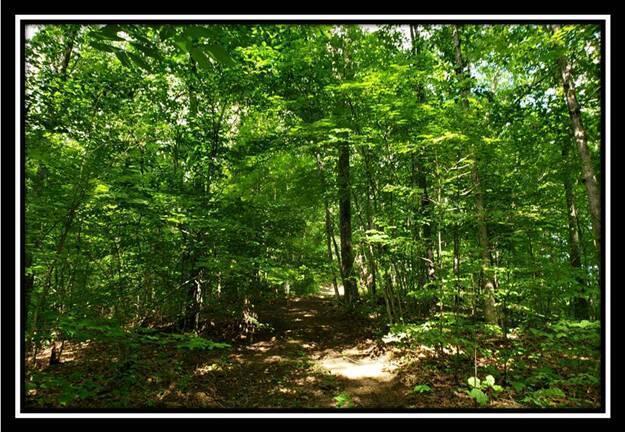 0 Pedigo Ridge Road, Unit TRACT 5) Nelsonville, OH 45764 - Photo 41 of 56 image040