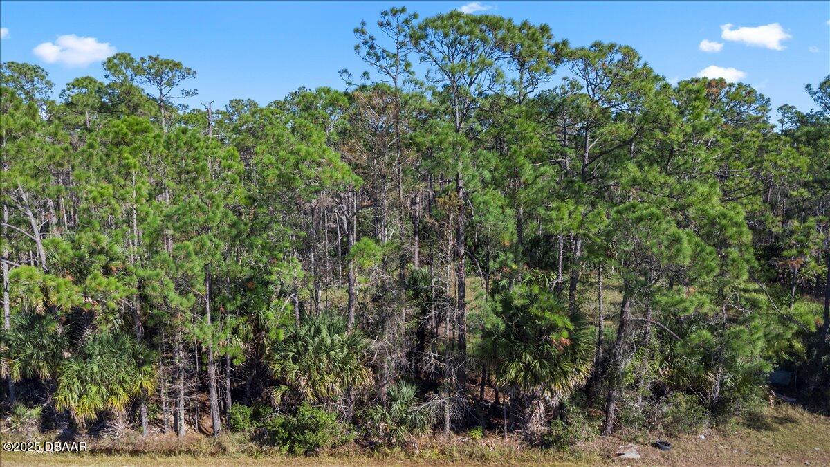 10090 U.S. Rte 1 Ormond Beach, FL 32174 - Photo 31 of 38 a view of a forest with a tree