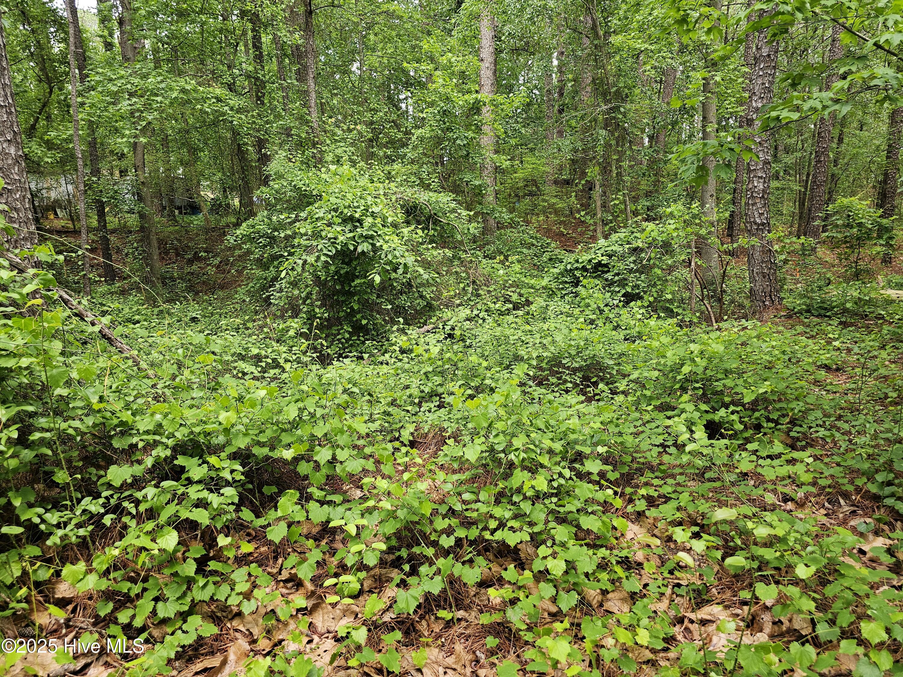 181 Joel Road Carthage, NC 28327 - Photo 20 of 33 20250515_140403