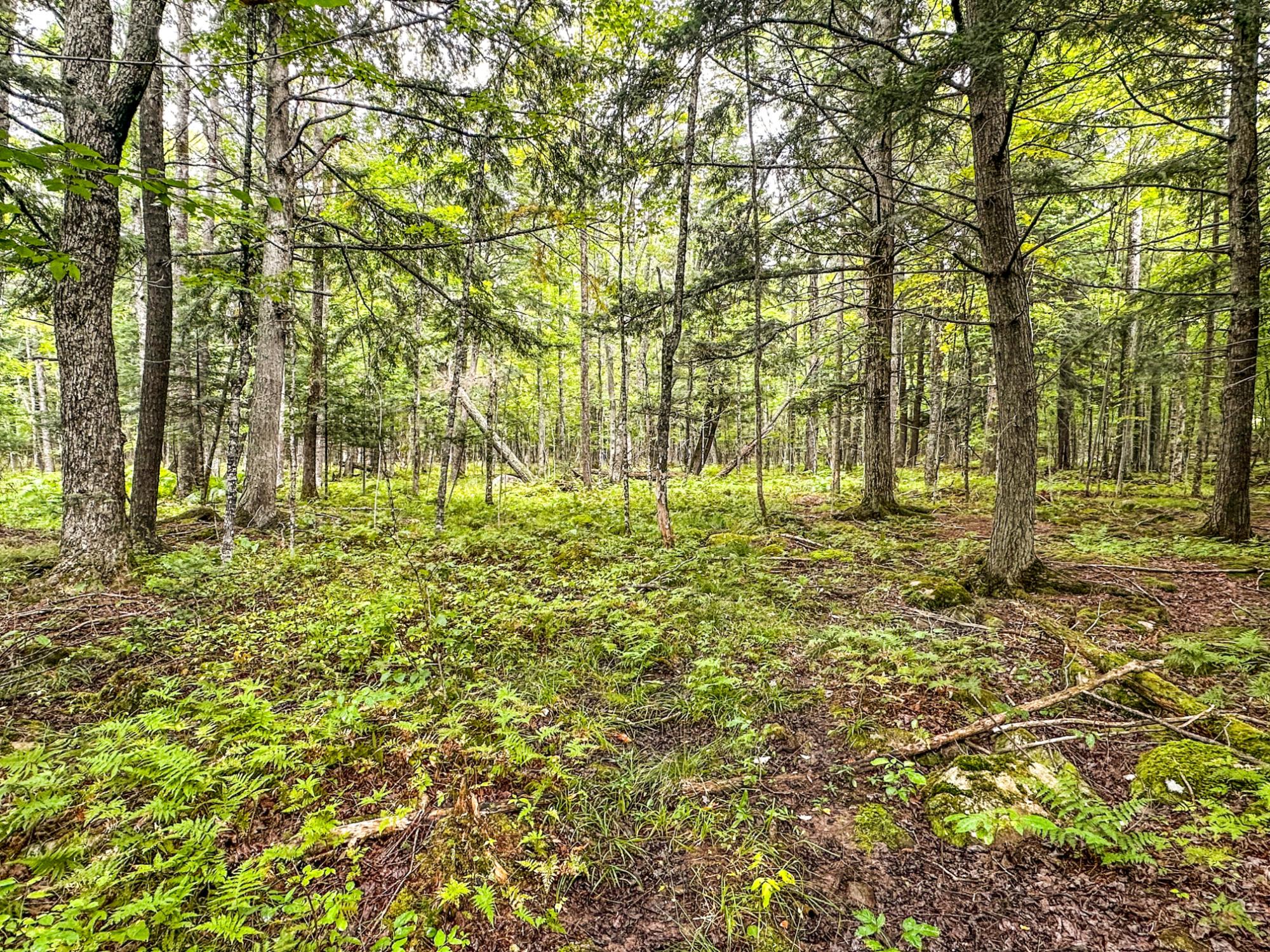10-acres Bass Lake Road Manitowish Waters, WI 54545 - Photo 8 of 20 Gallery Image 8