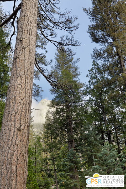 24601 Fern Valley Road Idyllwild, CA 92549 - Photo 50 of 50 a view of a tree in front of a house