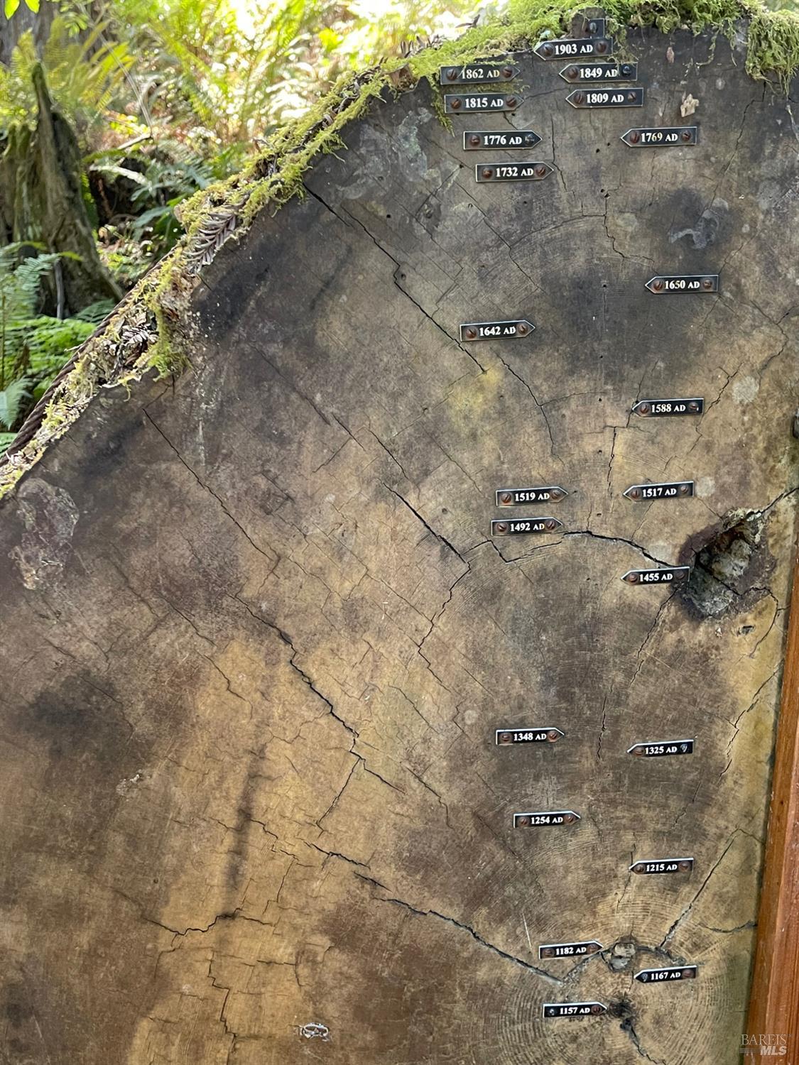 1101 River Beach Road The Sea Ranch, CA 95497 - Photo 26 of 40 View the rings of a giant redwood dating back to 1157 AD
