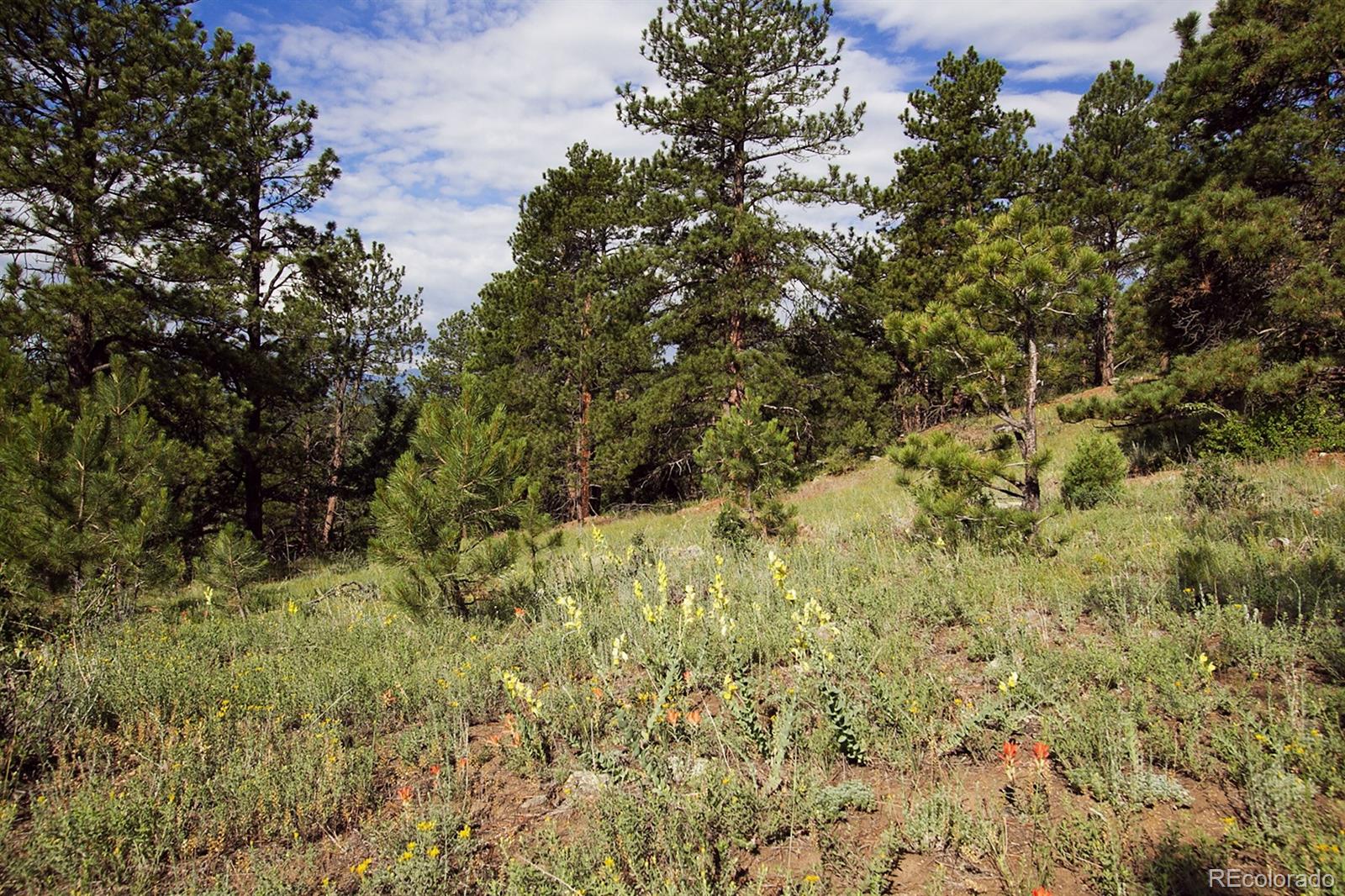 0 Spring Ranch Drive Golden, CO 80401 - Photo 13 of 24 a view of a yard