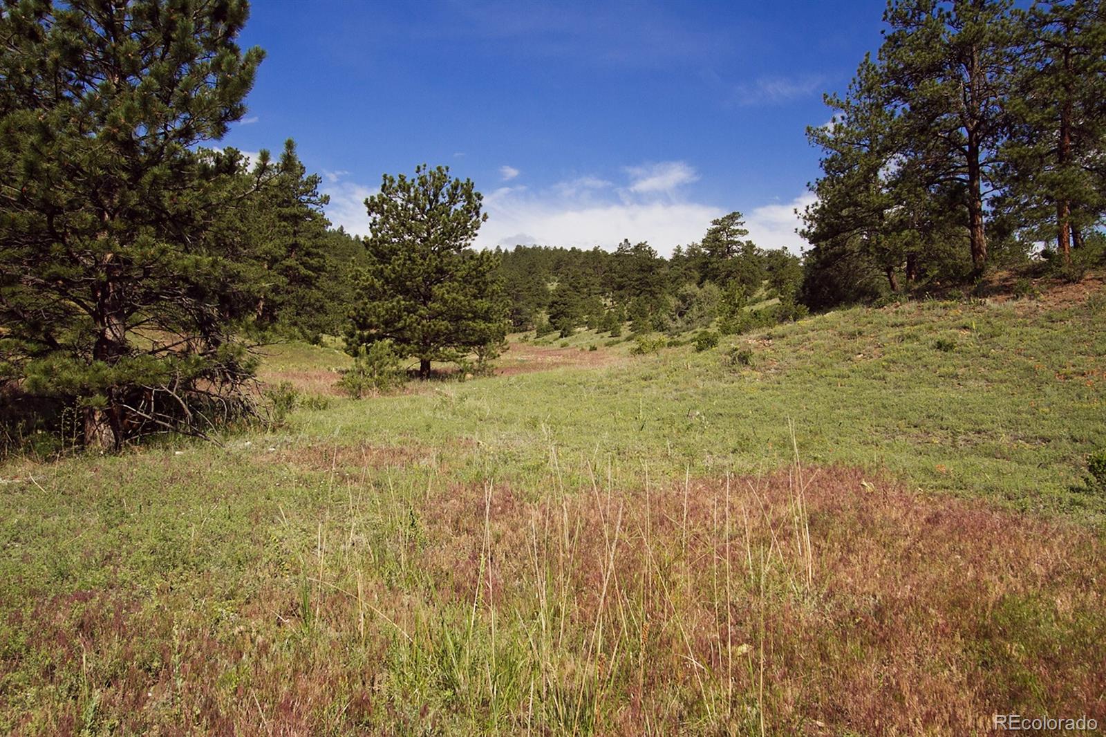 0 Spring Ranch Drive Golden, CO 80401 - Photo 24 of 24 a view of a yard with a tree